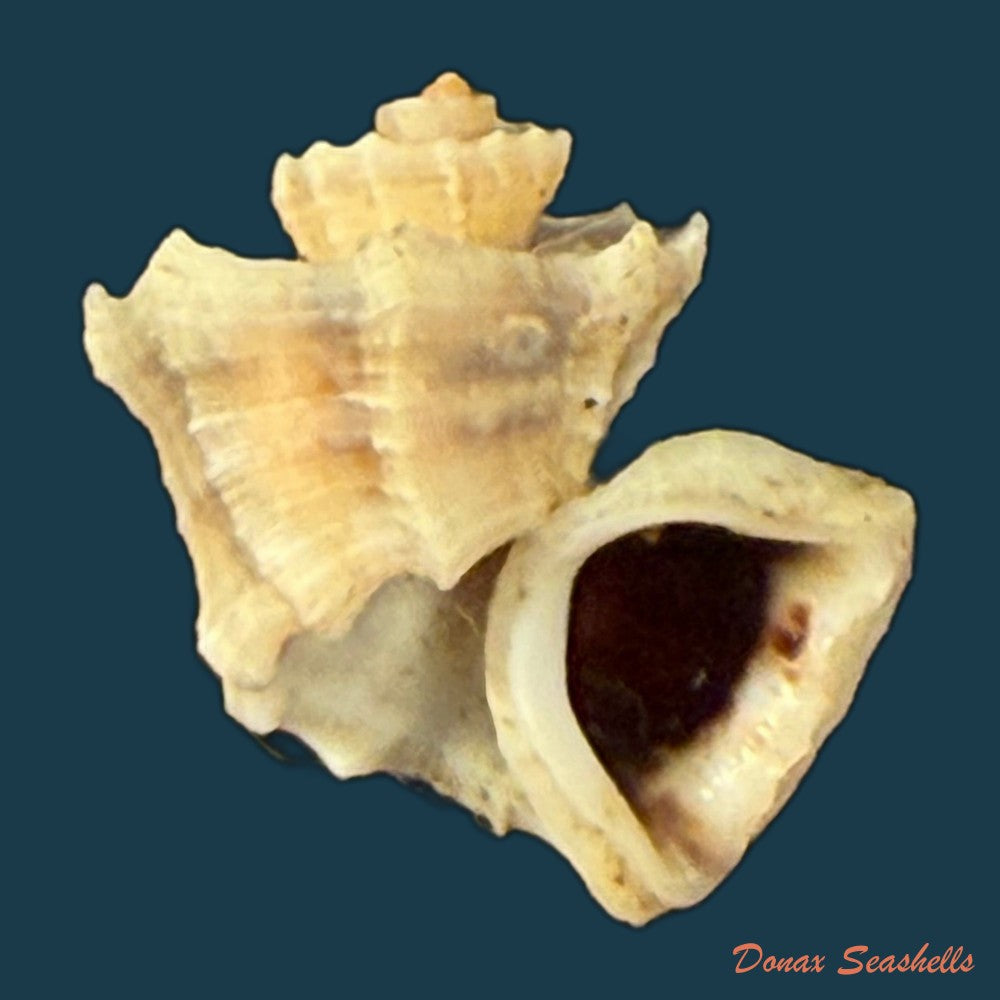 trigonostoma-elegantulum-m-smith-1947-copia