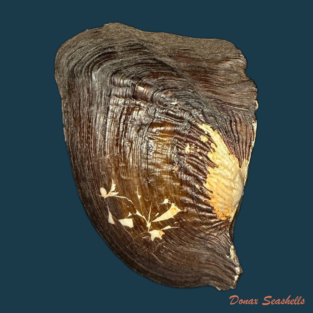 triplodon-corrugatus-lamarck-1819-108mm-copia-1