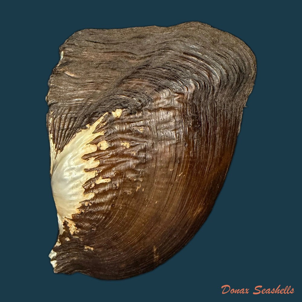 triplodon-corrugatus-lamarck-1819-108mm-copia-1