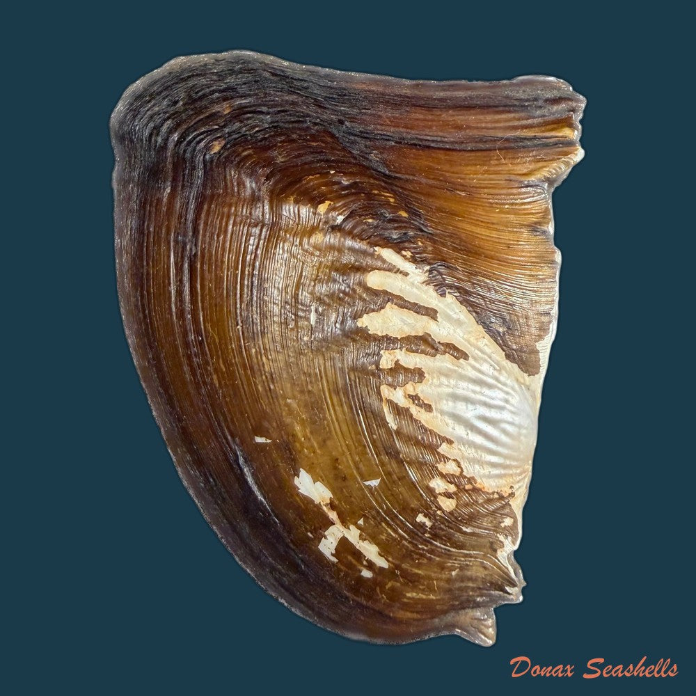 triplodon-corrugatus-lamarck-1819-108mm-copia