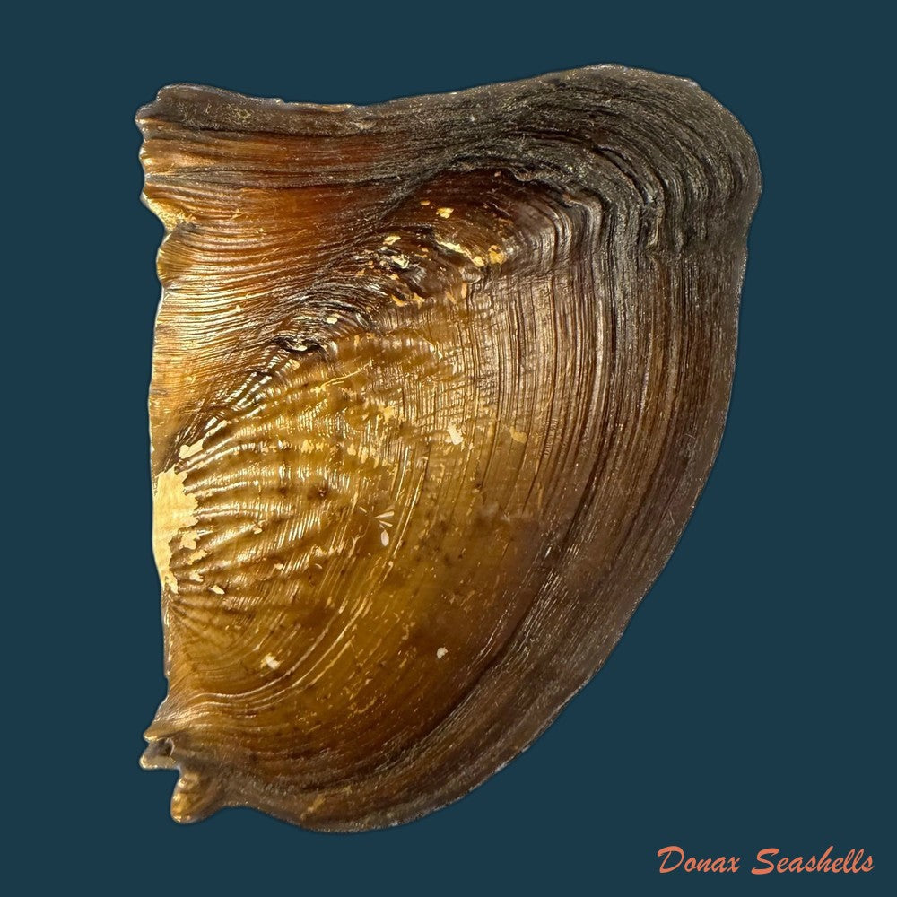 triplodon-corrugatus-lamarck-1819-108mm-copia