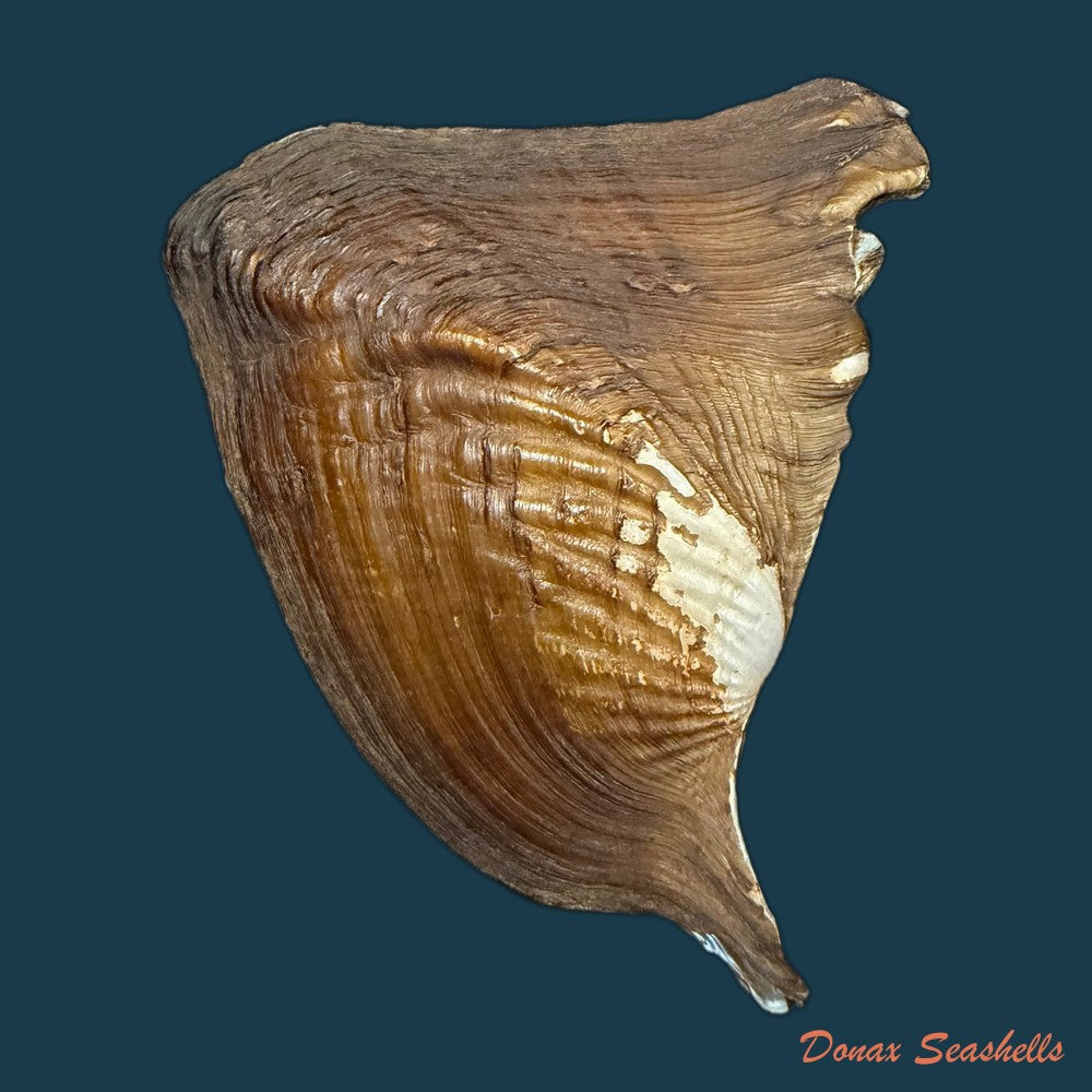 triplodon-corrugatus-lamarck-1819-110mm-copia