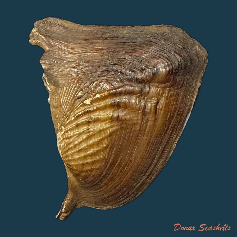 triplodon-corrugatus-lamarck-1819-110mm-copia