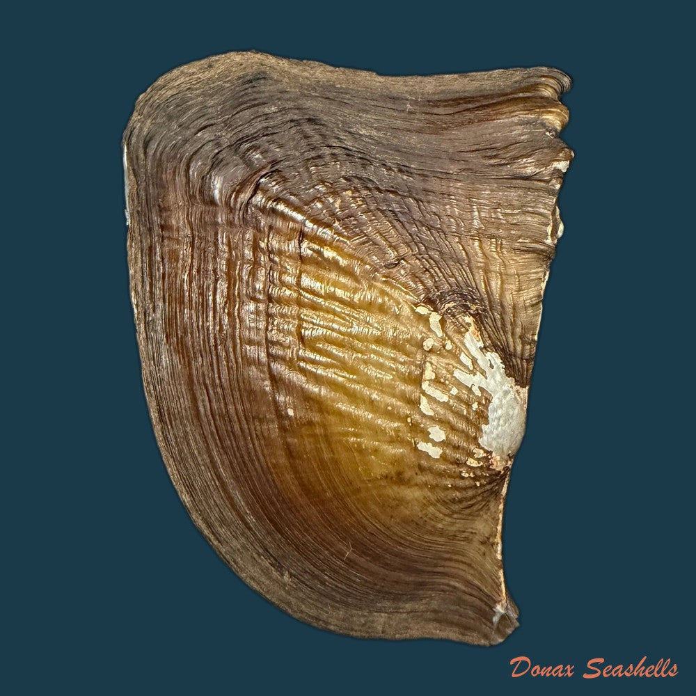 triplodon-corrugatus-lamarck-1819-118-2mm-copia