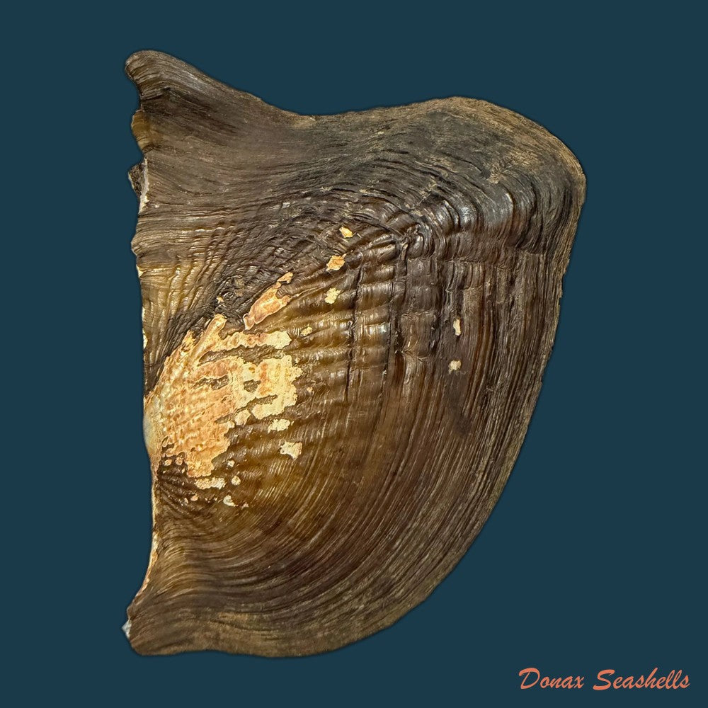 triplodon-corrugatus-lamarck-1819-118-2mm-copia