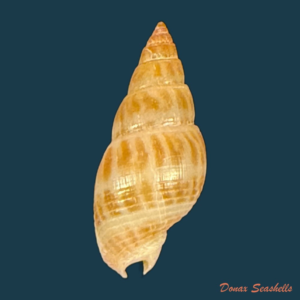 tritia-elata-gould-1848-15-5mm-copia