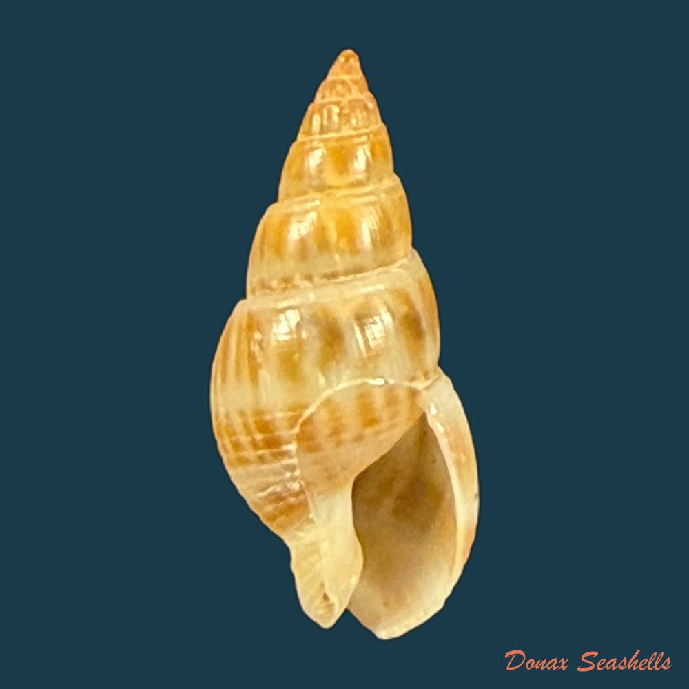 tritia-elata-gould-1848-15-5mm-copia