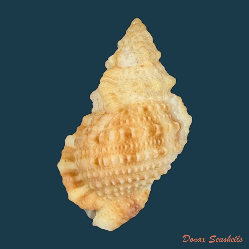 tritonoranella-natalensis-coelho-matthews-1970-63-6mm-copia