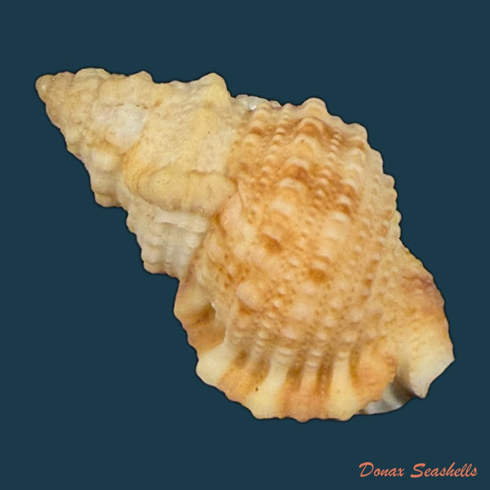 tritonoranella-natalensis-coelho-matthews-1970-63-6mm-copia