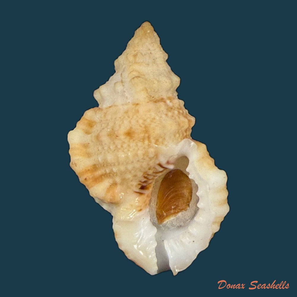 tritonoranella-natalensis-coelho-matthews-1970-63-6mm-copia
