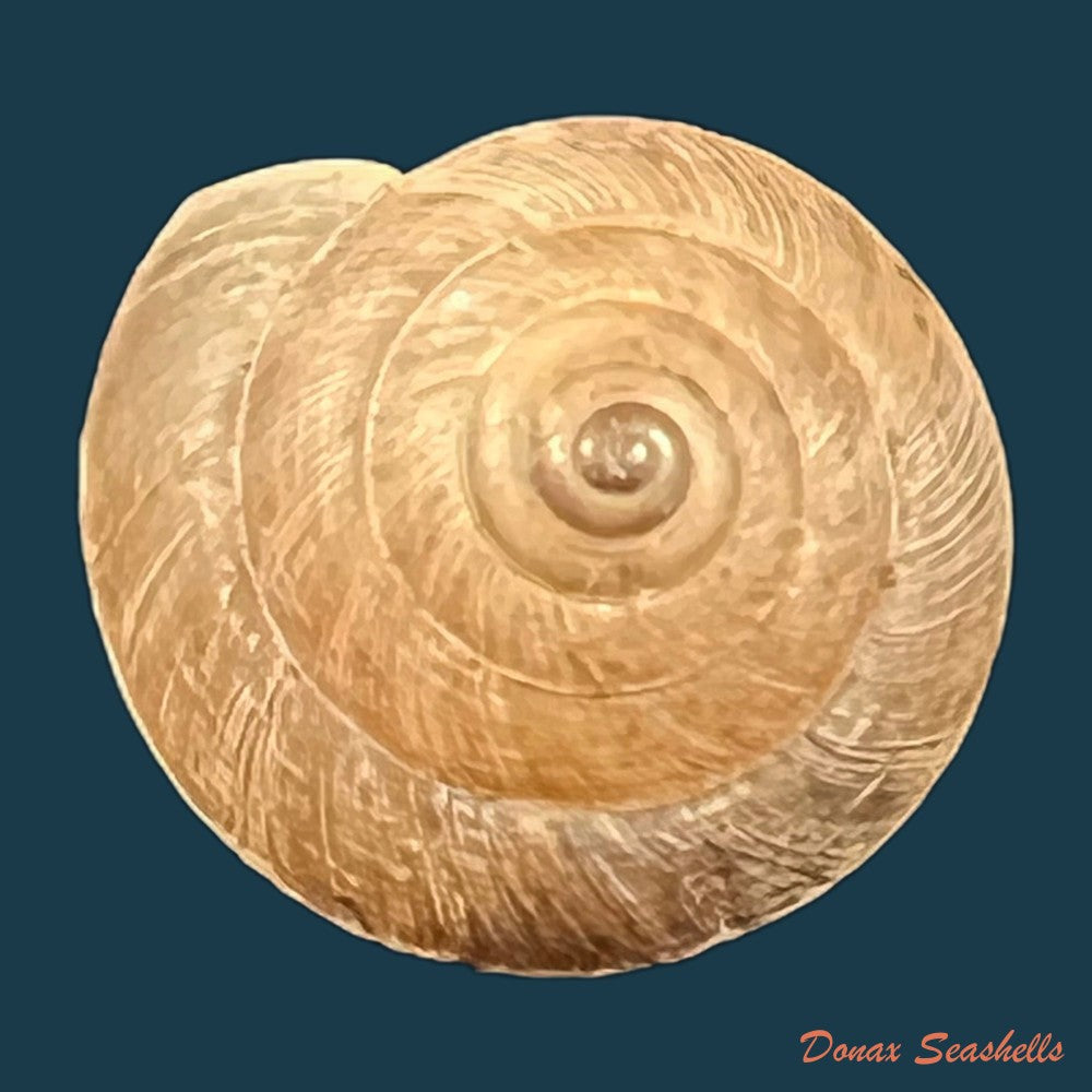 trochonanina-mozambicensis-l-pfeiffer-1855-18-2mm-copia