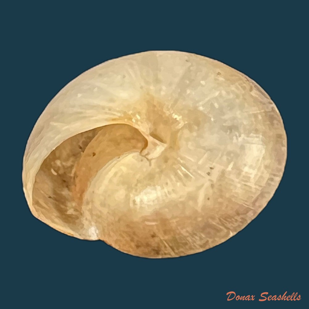 trochonanina-mozambicensis-l-pfeiffer-1855-18-2mm-copia