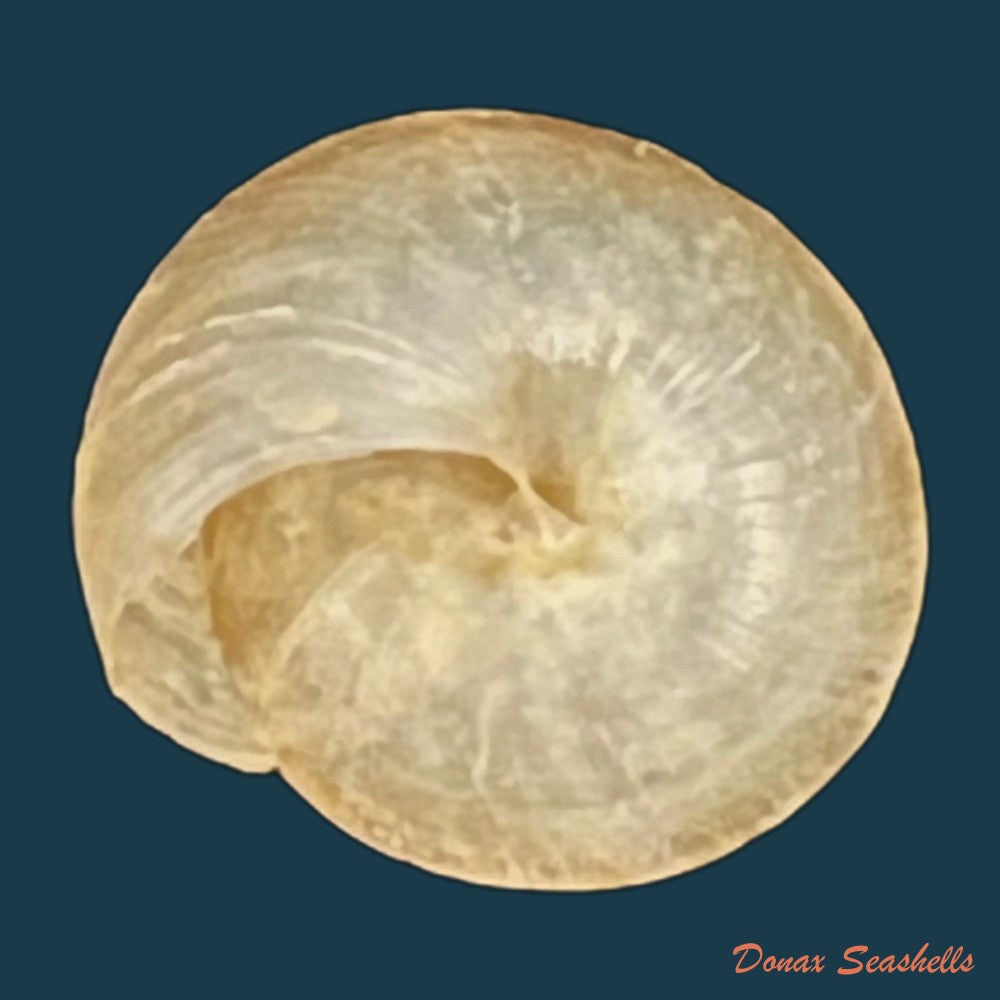 trochonanina-mozambicensis-l-pfeiffer-1855-18-5mm-copia