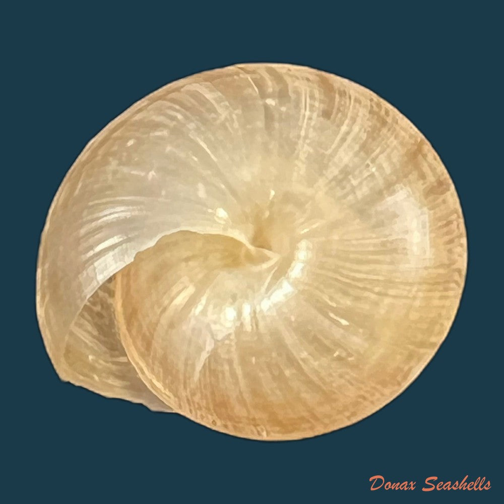 trochonanina-mozambicensis-l-pfeiffer-1855-19mm-copia