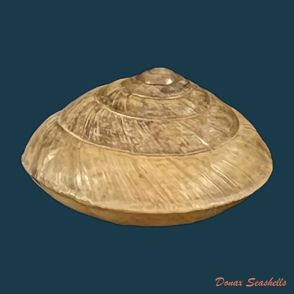 trochonanina-mozambicensis-l-pfeiffer-1855-23mm-copia