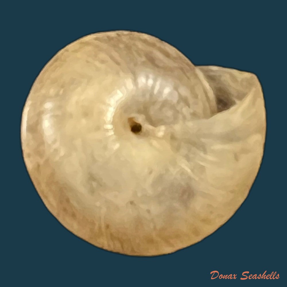 trochonanina-mozambicensis-l-pfeiffer-1855-23mm-copia