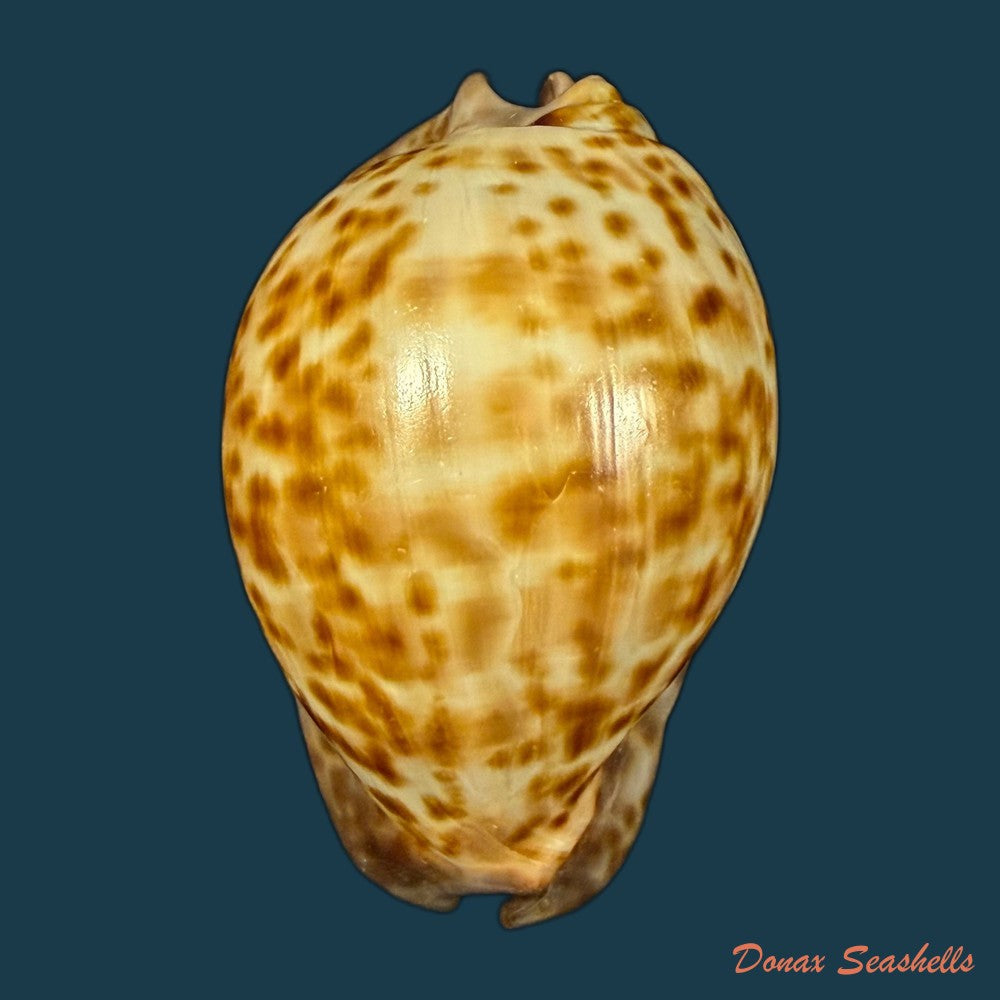 trona-stercoraria-stercoraria-linnaeus-1758-49-7mm-copia-1