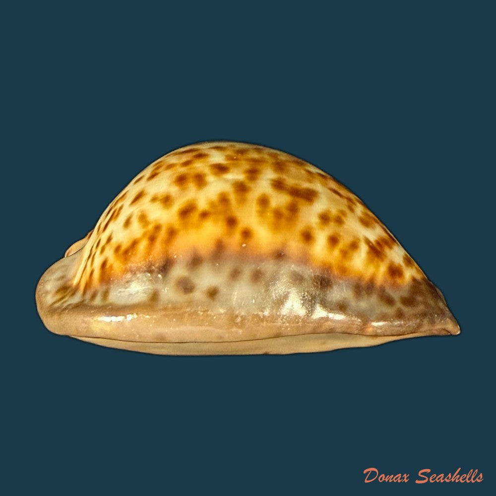 trona-stercoraria-stercoraria-linnaeus-1758-49-7mm-copia-1