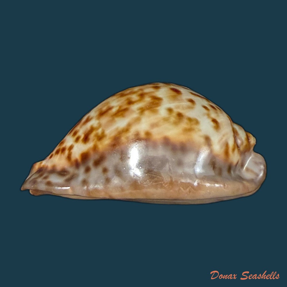 trona-stercoraria-stercoraria-linnaeus-1758-49-7mm-copia-1