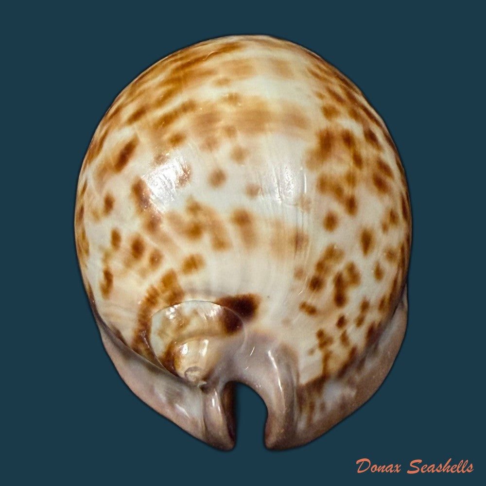 trona-stercoraria-stercoraria-linnaeus-1758-49-7mm-copia-1