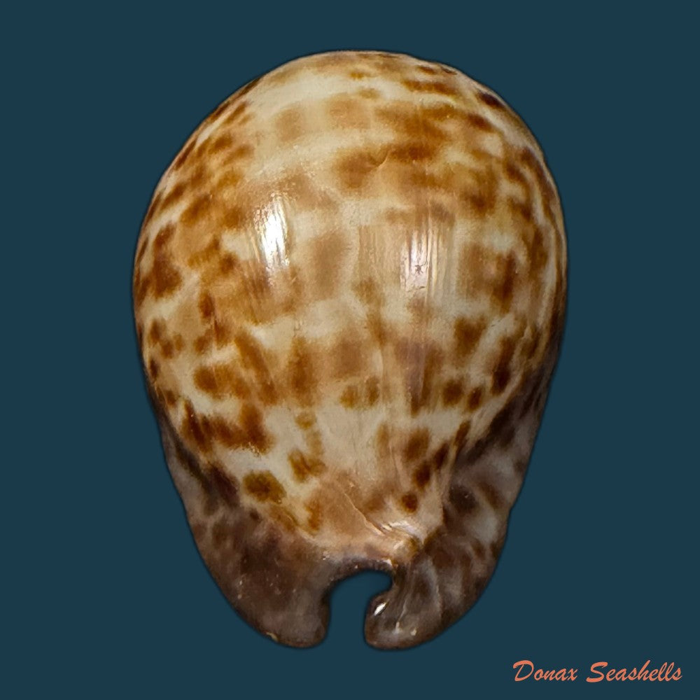 trona-stercoraria-stercoraria-linnaeus-1758-49-7mm-copia-1