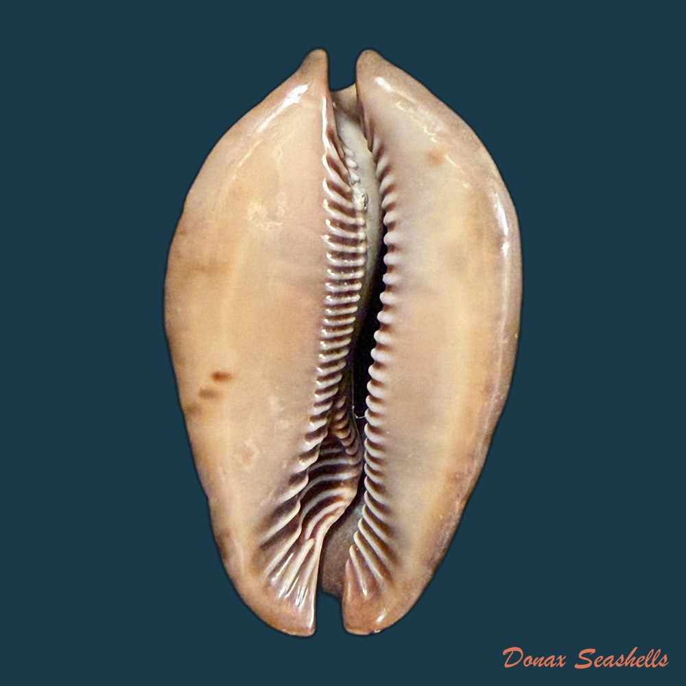 trona-stercoraria-stercoraria-linnaeus-1758-49-7mm-copia-1