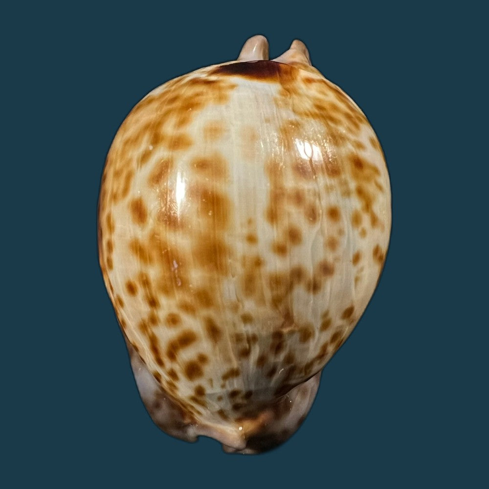 trona-stercoraria-stercoraria-linnaeus-1758-53mm-copia