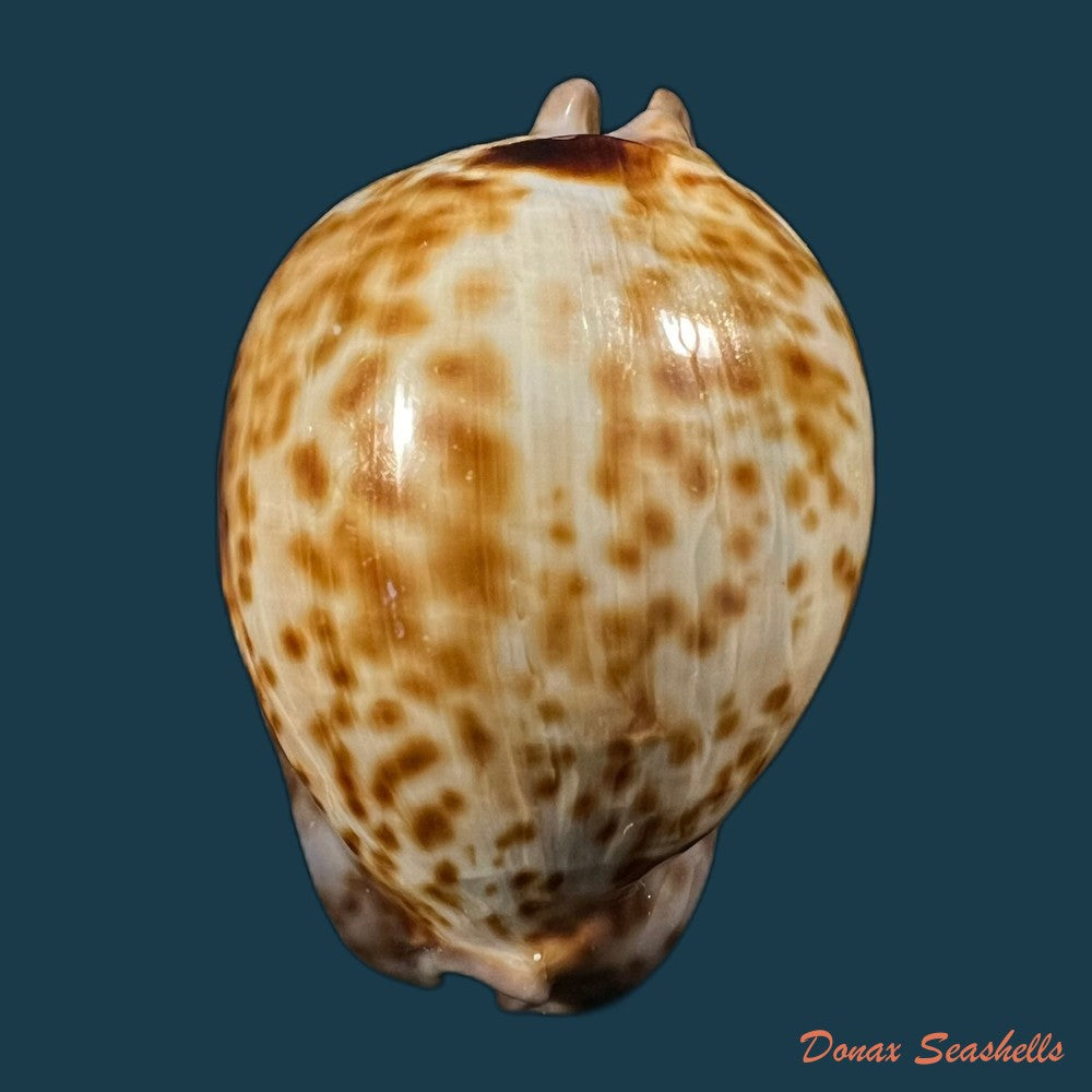 trona-stercoraria-stercoraria-linnaeus-1758-53mm-copia