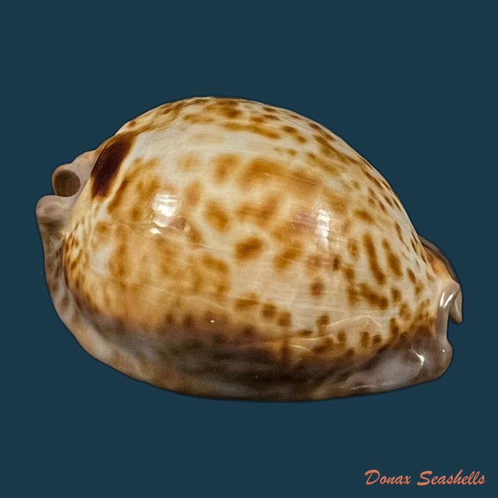 trona-stercoraria-stercoraria-linnaeus-1758-53mm-copia