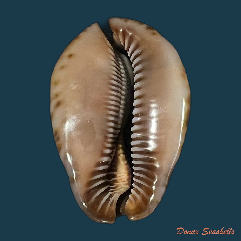 trona-stercoraria-stercoraria-linnaeus-1758-53mm-copia