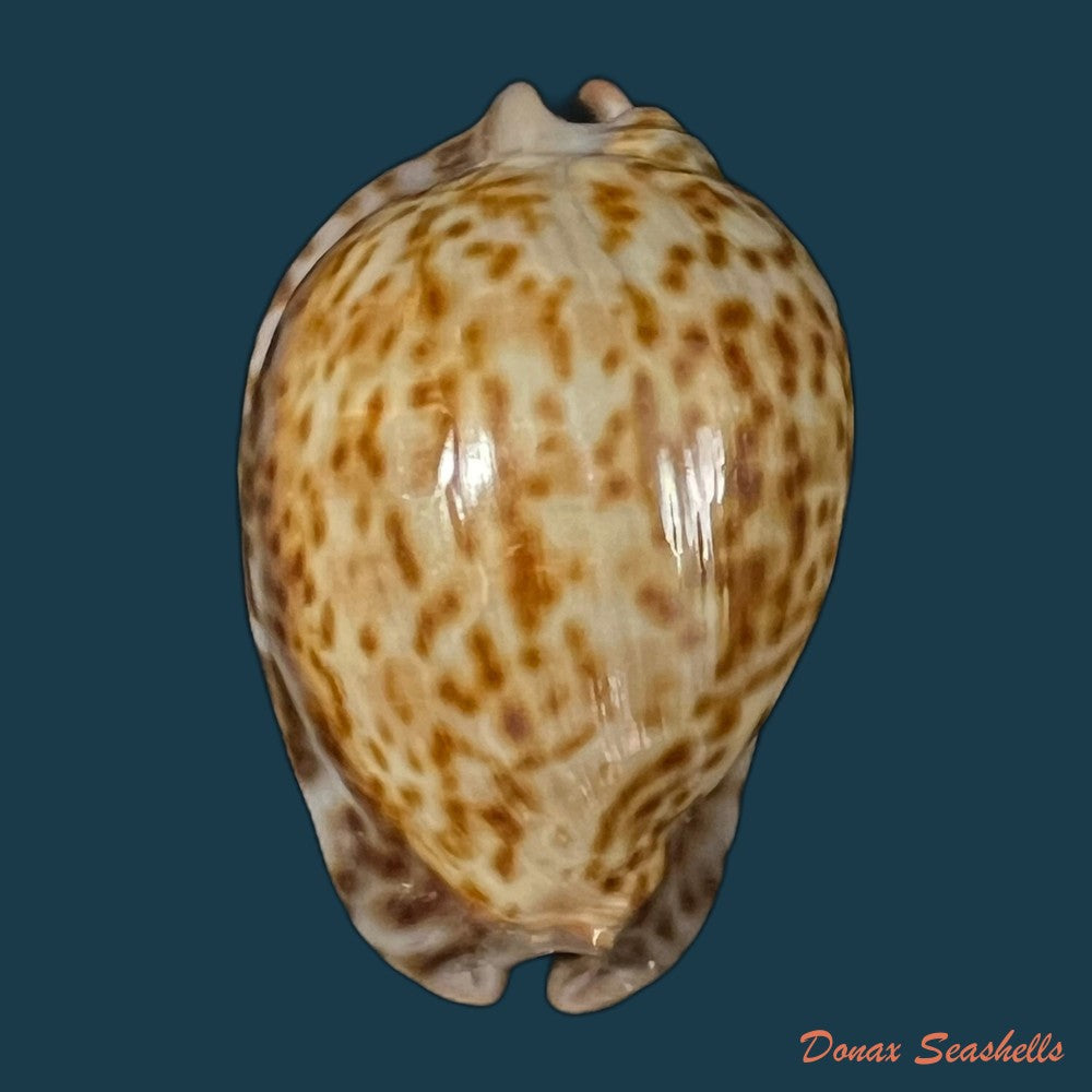 trona-stercoraria-stercoraria-linnaeus-1758-56mm-copia