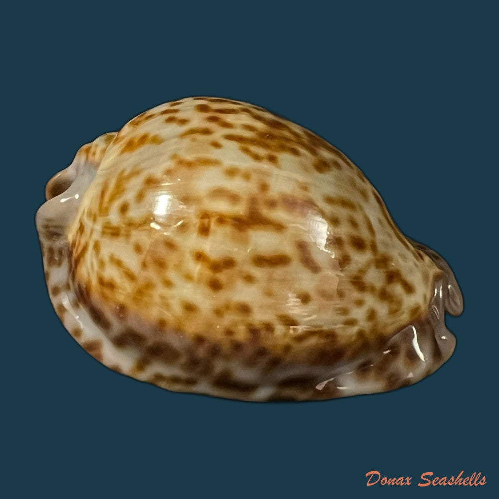 trona-stercoraria-stercoraria-linnaeus-1758-56mm-copia
