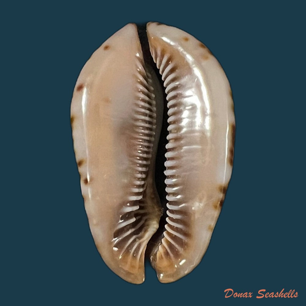 trona-stercoraria-stercoraria-linnaeus-1758-56mm-copia