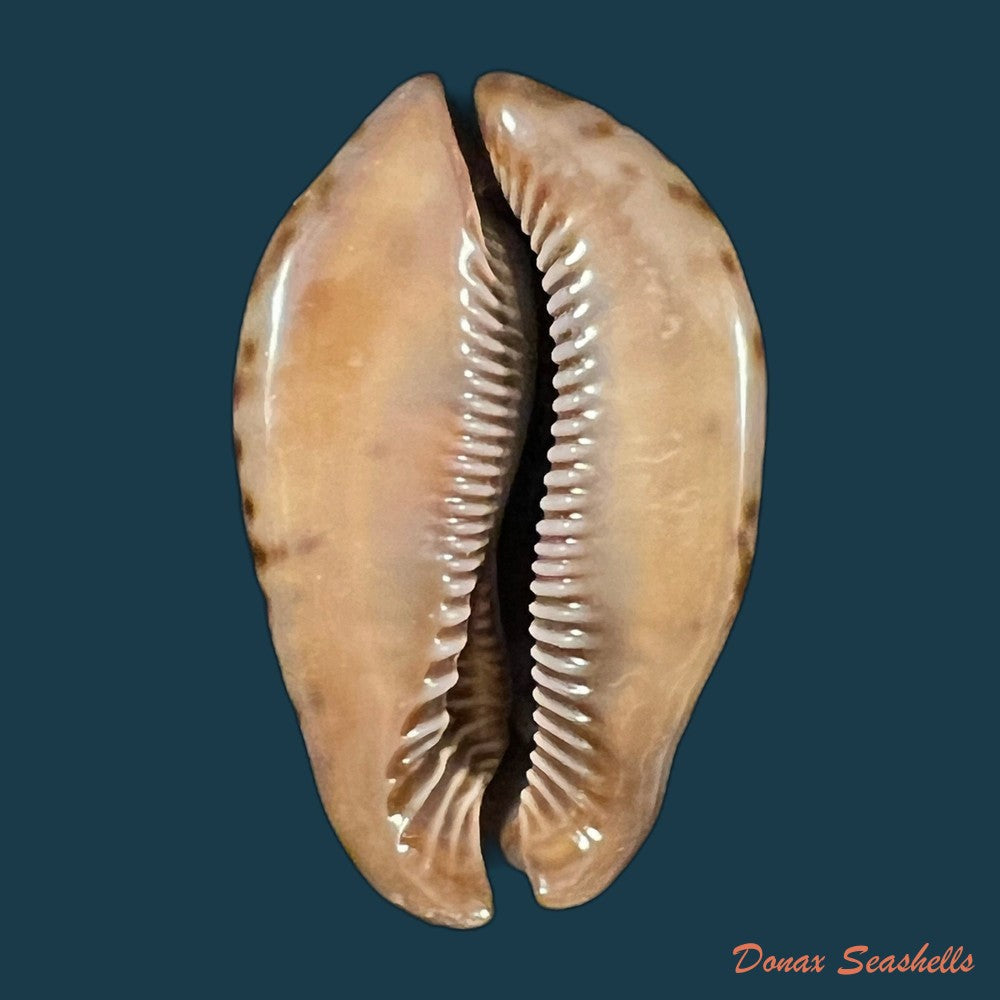 trona-stercoraria-stercoraria-linnaeus-1758-57-1mm-copia