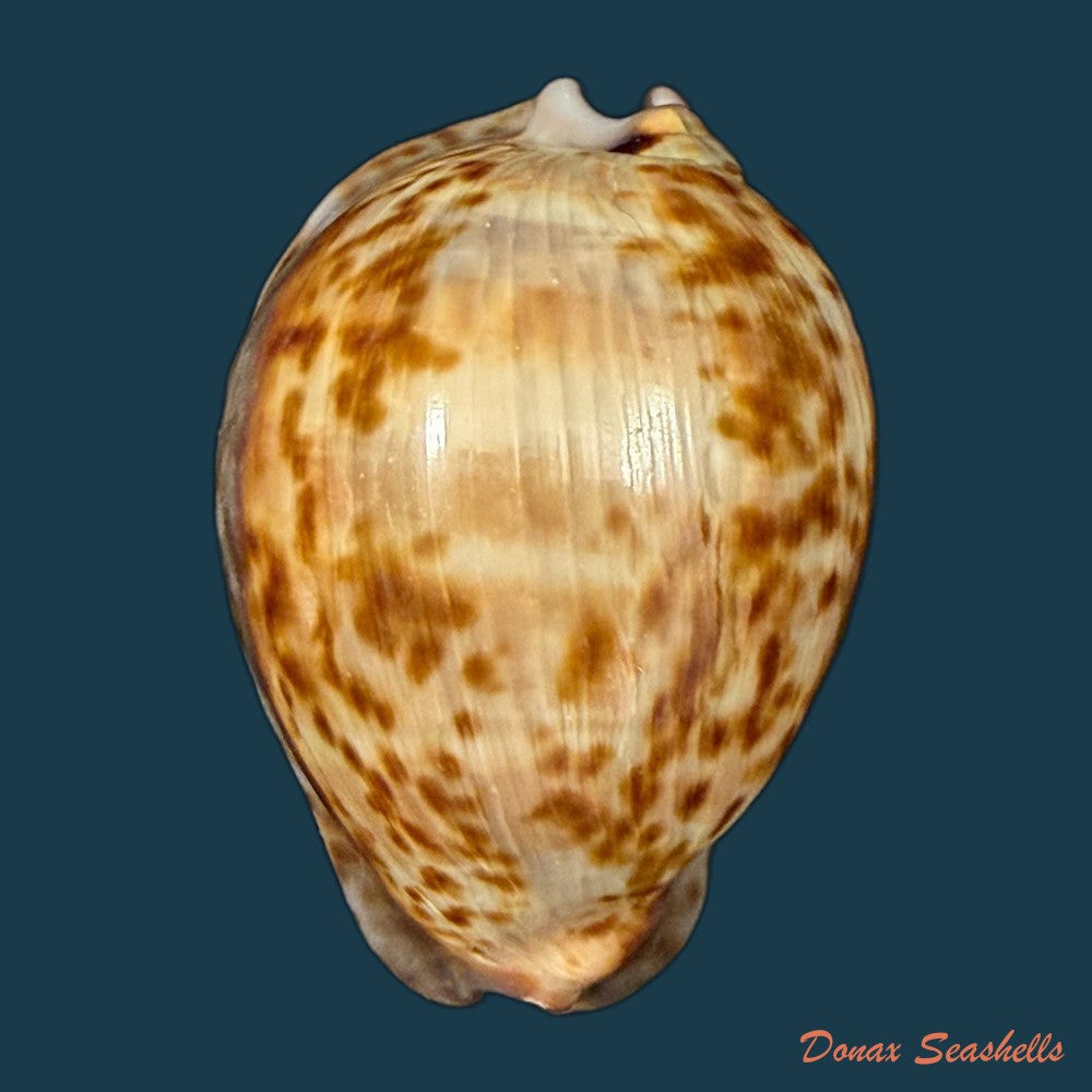 trona-stercoraria-stercoraria-linnaeus-1758-58mm-copia