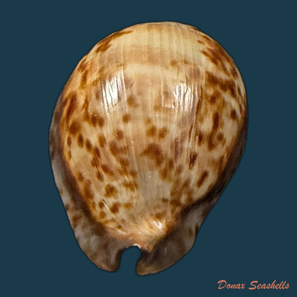 trona-stercoraria-stercoraria-linnaeus-1758-58mm-copia