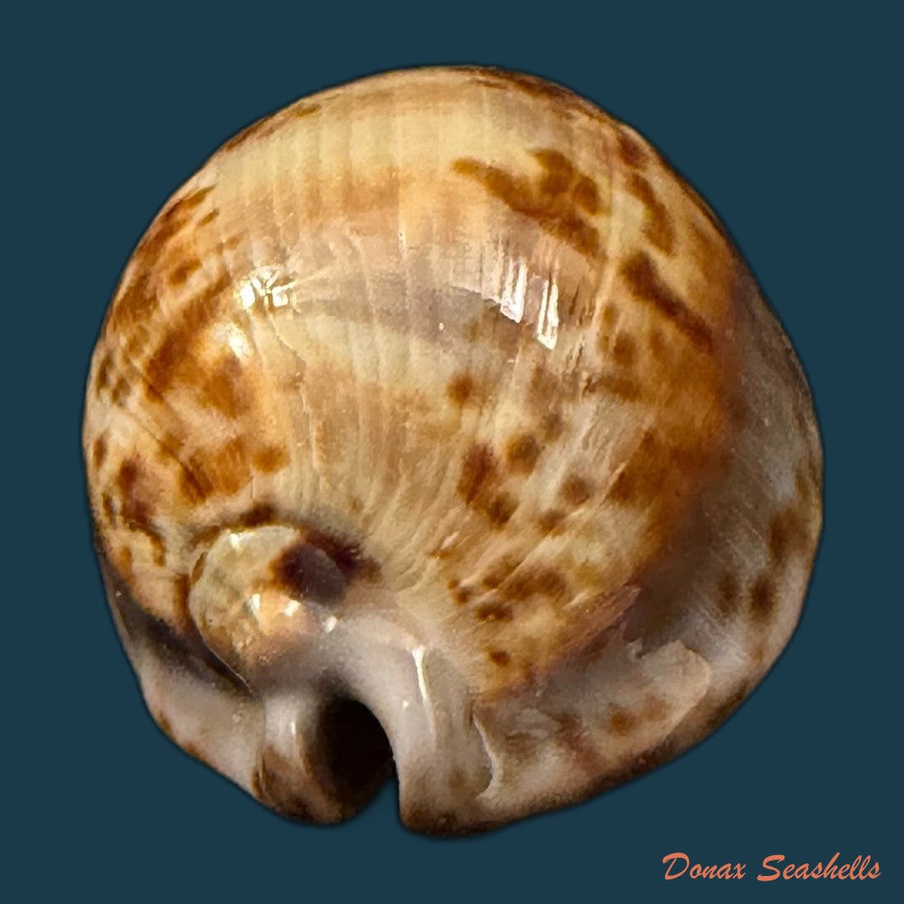 trona-stercoraria-stercoraria-linnaeus-1758-58mm-copia