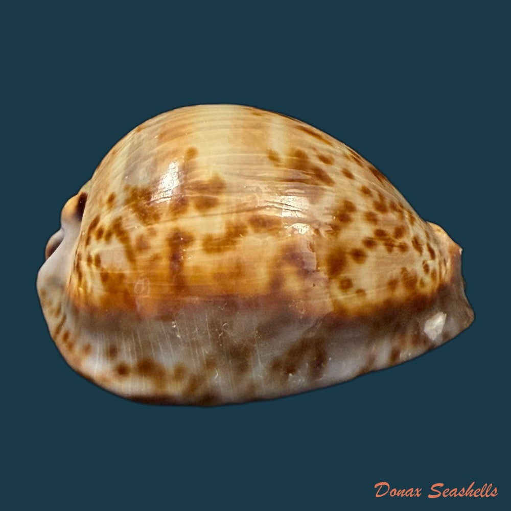 trona-stercoraria-stercoraria-linnaeus-1758-58mm-copia