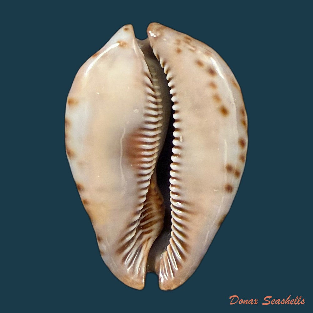 trona-stercoraria-stercoraria-linnaeus-1758-58mm-copia