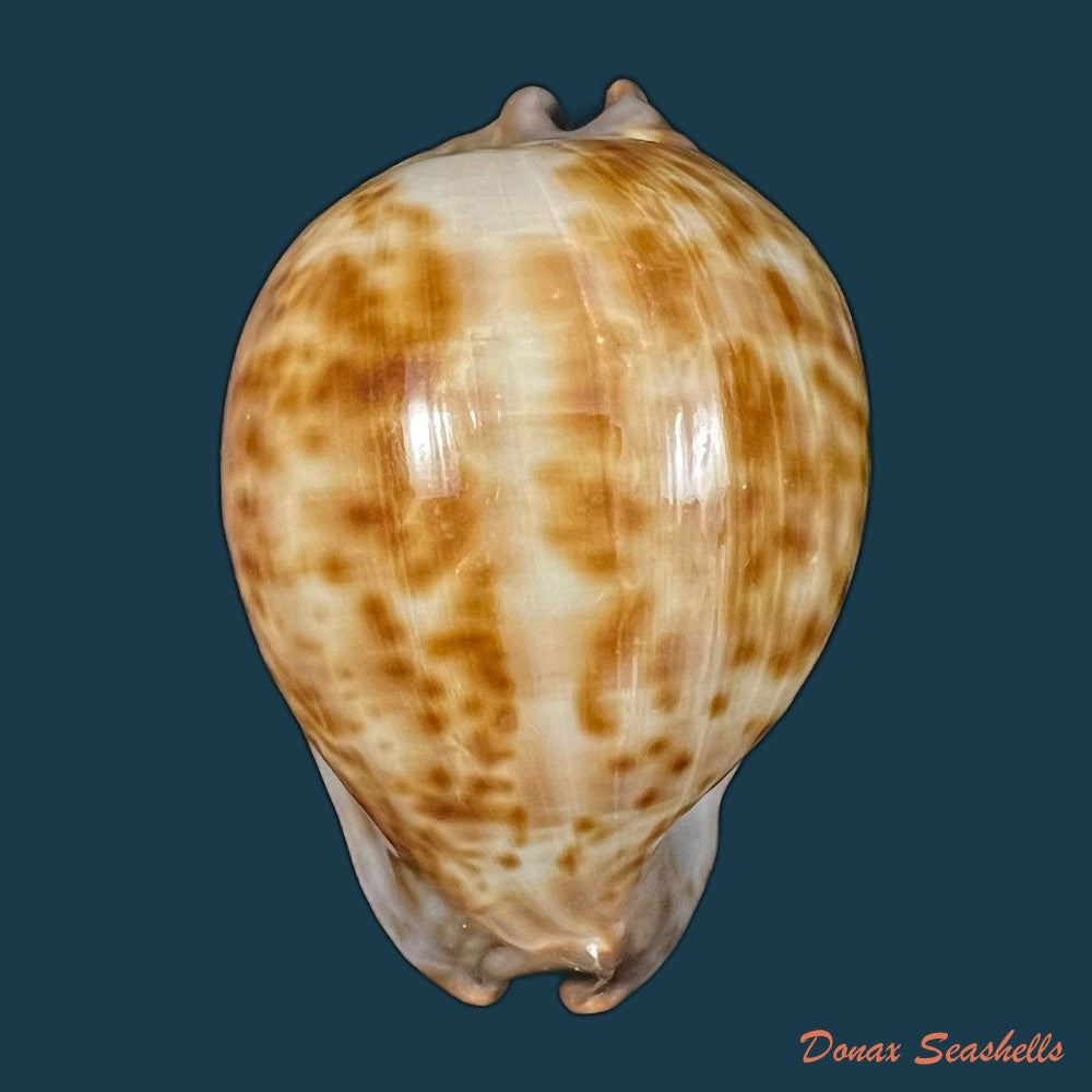 trona-stercoraria-stercoraria-linnaeus-1758-65-4mm-copia
