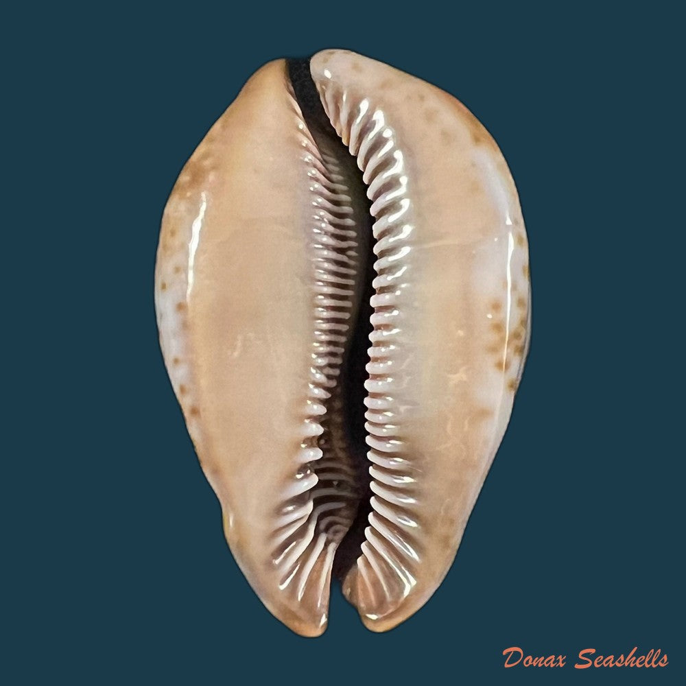 trona-stercoraria-stercoraria-linnaeus-1758-65-4mm-copia