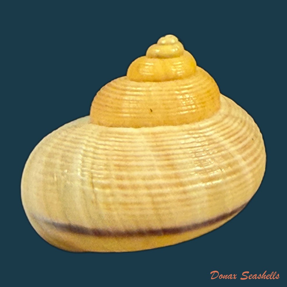 tropidophora-carnicolor-fulton-1902-21-1mm-copia-1