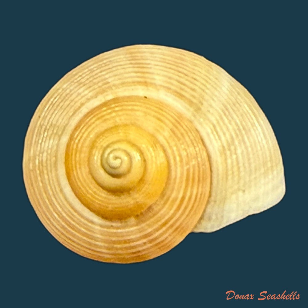 tropidophora-carnicolor-fulton-1902-21-1mm-copia-1