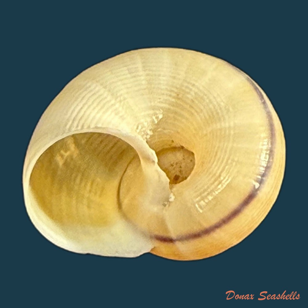 tropidophora-carnicolor-fulton-1902-21-1mm-copia-1