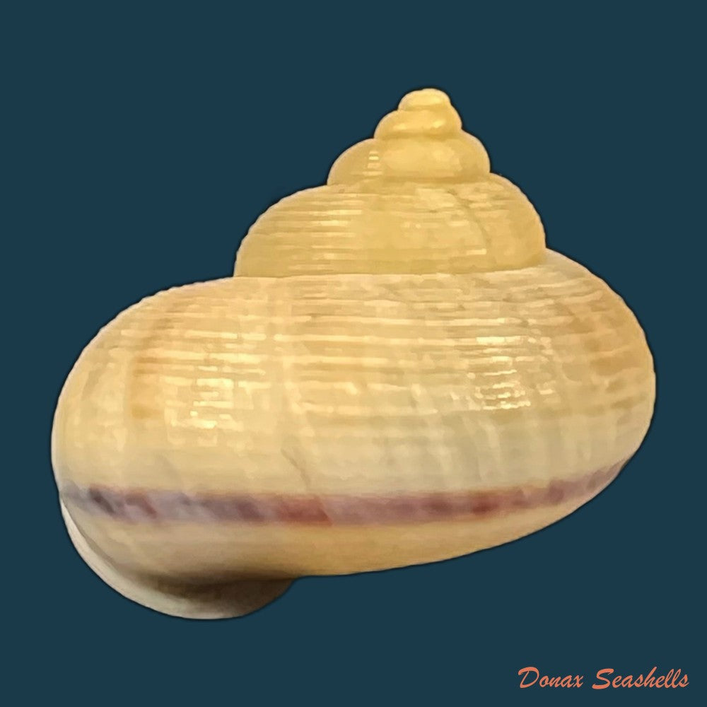 tropidophora-carnicolor-fulton-1902-21-5mm-copia