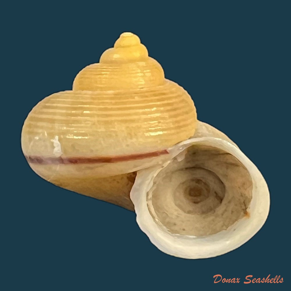 tropidophora-carnicolor-fulton-1902-21-5mm-copia