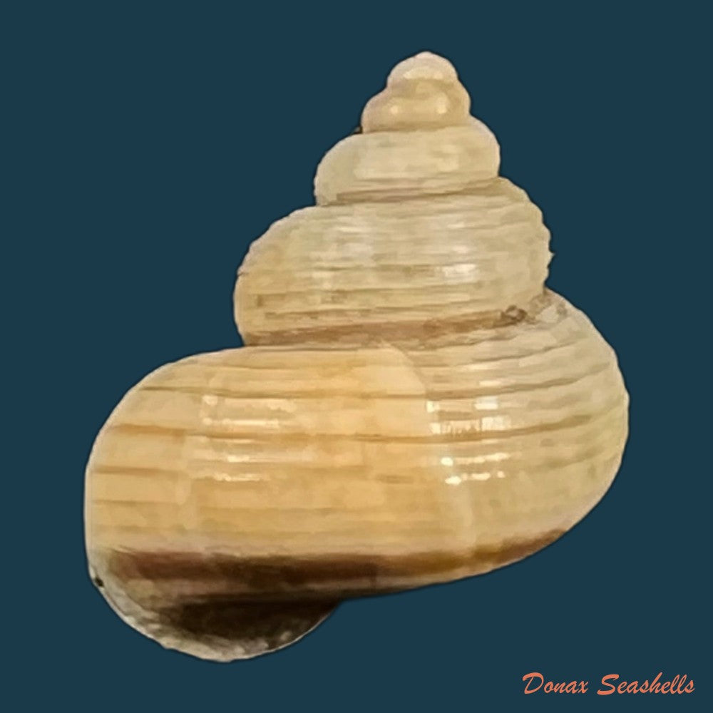 tropidophora-cincinna-pfeiffer-1843-14-9mm-copia