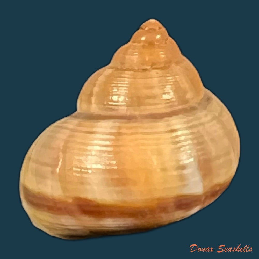tropidophora-consocia-pfeiffer-1848-16-3mm-copia