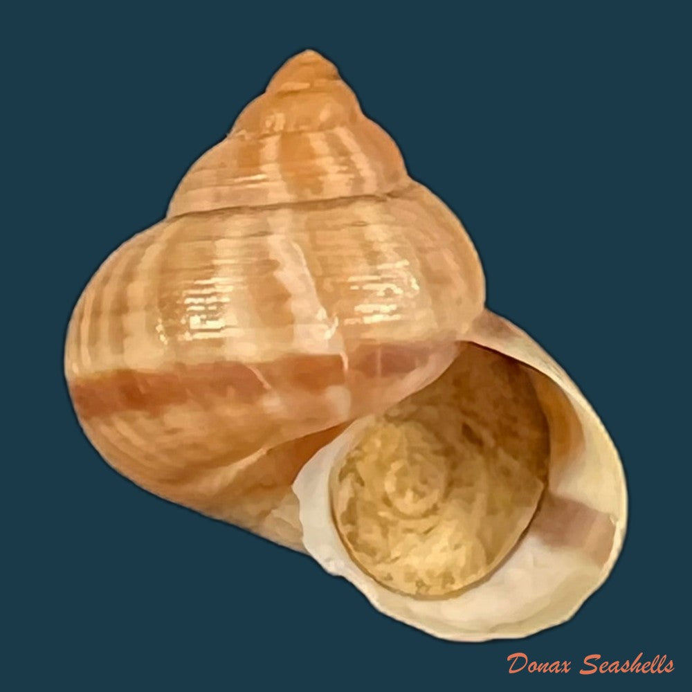 tropidophora-consocia-pfeiffer-1848-16-3mm-copia