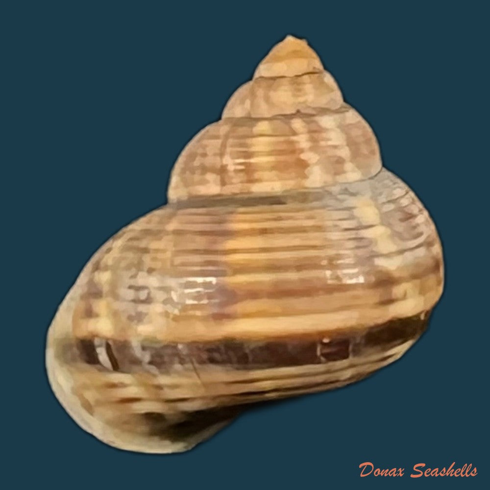 tropidophora-consocia-pfeiffer-1848-18-6mm-copia